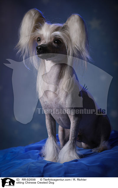 sitzender Chinese Crested Dog / sitting Chinese Crested Dog / RR-92698