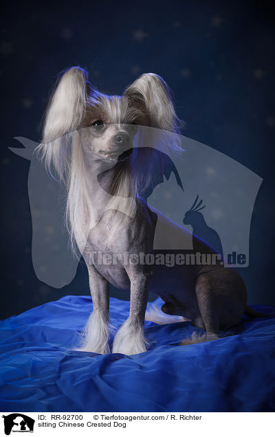 sitzender Chinese Crested Dog / sitting Chinese Crested Dog / RR-92700
