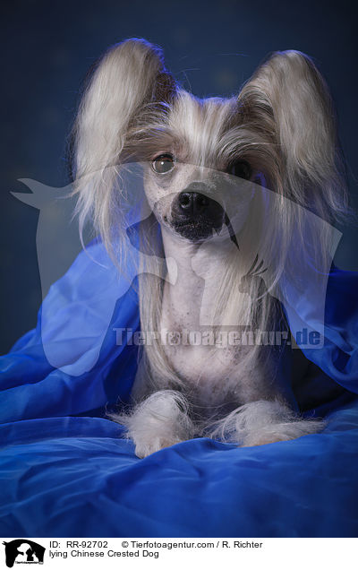 liegender Chinese Crested Dog / lying Chinese Crested Dog / RR-92702