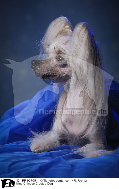liegender Chinese Crested Dog / lying Chinese Crested Dog / RR-92705
