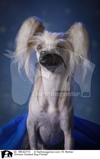 Chinese Crested Dog Portrait / Chinese Crested Dog Portrait / RR-92710