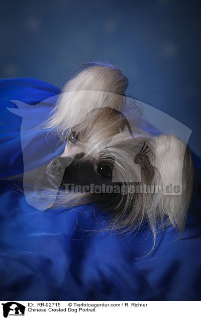 Chinese Crested Dog Portrait / Chinese Crested Dog Portrait / RR-92715
