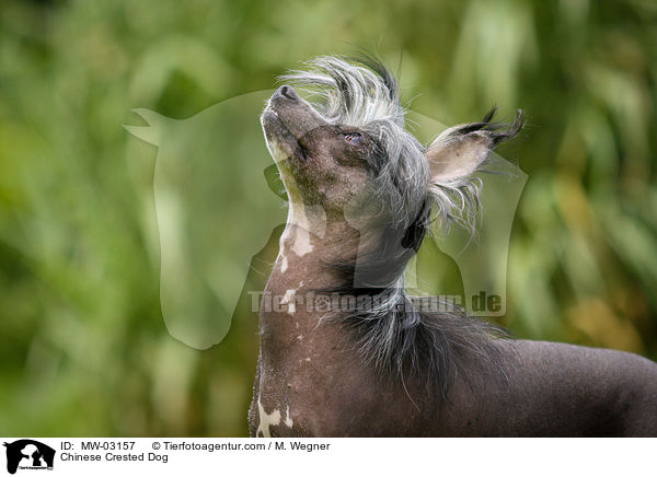 Chinese Crested Dog / Chinese Crested Dog / MW-03157