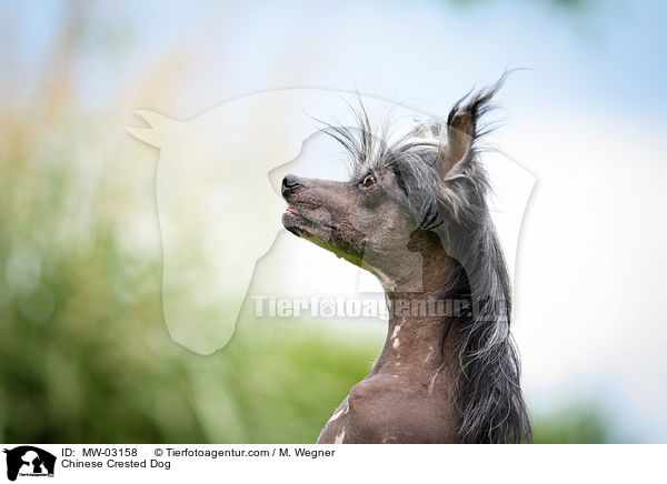 Chinese Crested Dog / Chinese Crested Dog / MW-03158