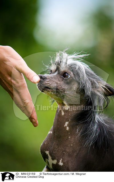 Chinese Crested Dog / Chinese Crested Dog / MW-03159