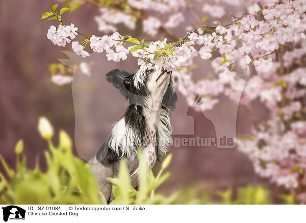 Chinesischer Schopfhund / Chinese Crested Dog / SZ-01084