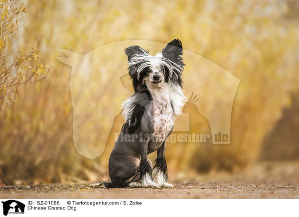Chinesischer Schopfhund / Chinese Crested Dog / SZ-01086