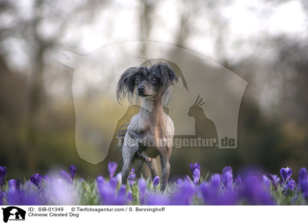 Chinesischer Schopfhund / Chinese Crested Dog / SIB-01349