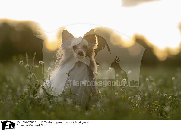 Chinese Crested Dog / AH-07662