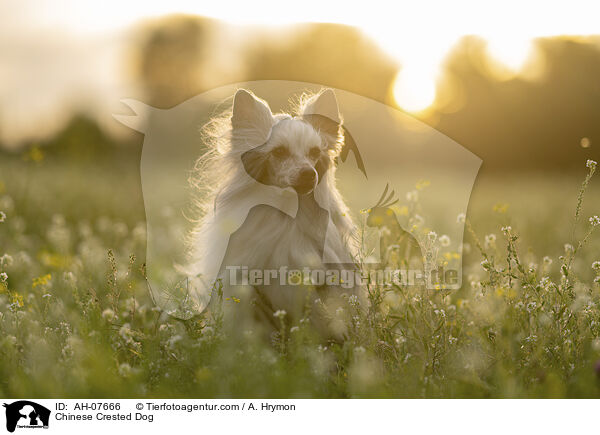 Chinese Crested Dog / Chinese Crested Dog / AH-07666