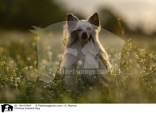 Chinese Crested Dog / AH-07667