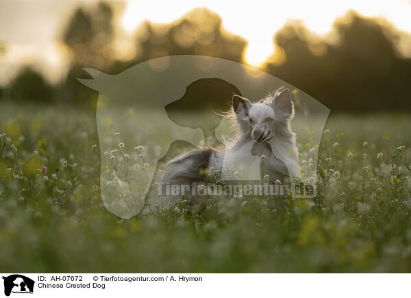 Chinese Crested Dog / Chinese Crested Dog / AH-07672