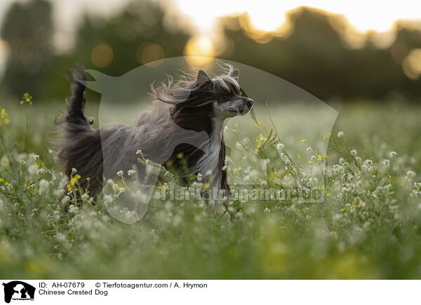 Chinese Crested Dog / Chinese Crested Dog / AH-07679