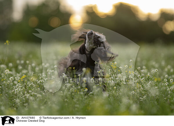 Chinese Crested Dog / Chinese Crested Dog / AH-07680