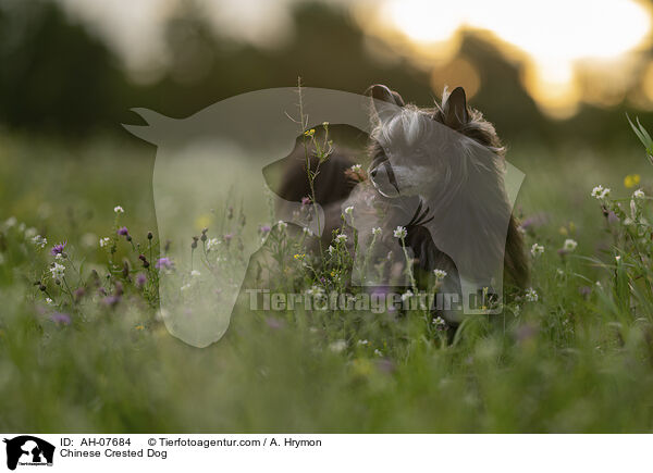 Chinese Crested Dog / Chinese Crested Dog / AH-07684