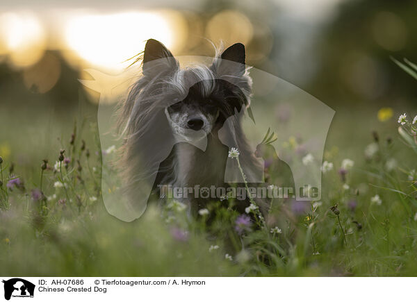 Chinese Crested Dog / Chinese Crested Dog / AH-07686