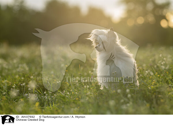 Chinese Crested Dog / Chinese Crested Dog / AH-07692