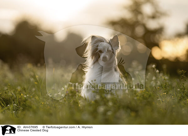 Chinese Crested Dog / Chinese Crested Dog / AH-07695