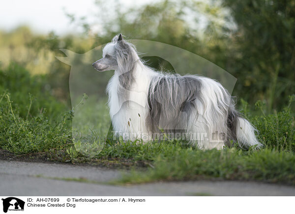 Chinese Crested Dog / Chinese Crested Dog / AH-07699