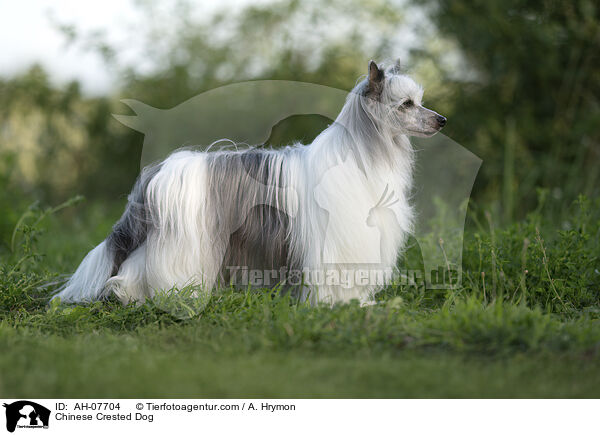 Chinese Crested Dog / Chinese Crested Dog / AH-07704