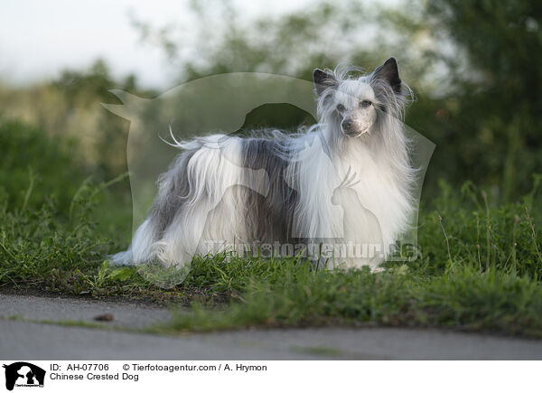 Chinese Crested Dog / Chinese Crested Dog / AH-07706