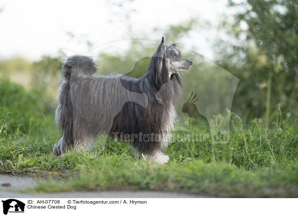 Chinese Crested Dog / Chinese Crested Dog / AH-07708