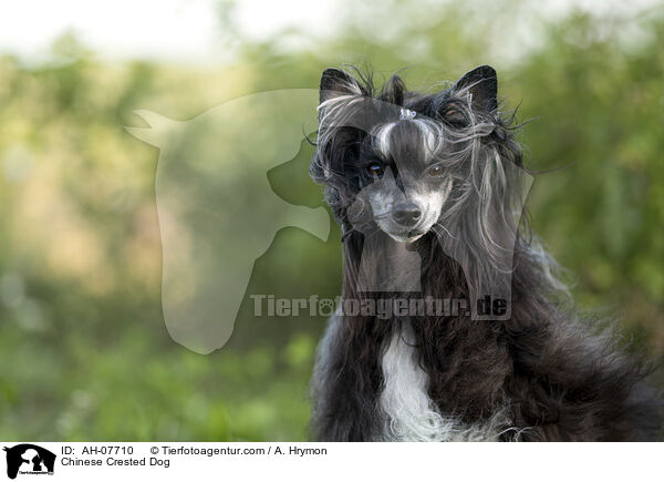 Chinese Crested Dog / Chinese Crested Dog / AH-07710