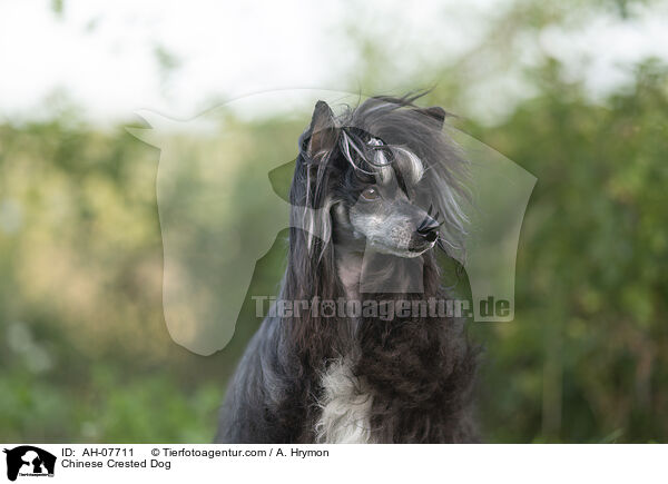 Chinese Crested Dog / Chinese Crested Dog / AH-07711