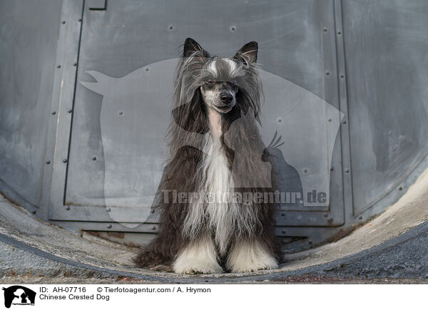 Chinese Crested Dog / AH-07716