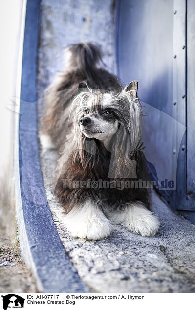 Chinese Crested Dog / Chinese Crested Dog / AH-07717