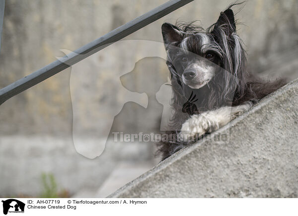 Chinese Crested Dog / Chinese Crested Dog / AH-07719