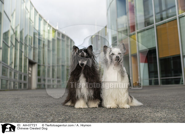 Chinese Crested Dog / Chinese Crested Dog / AH-07721