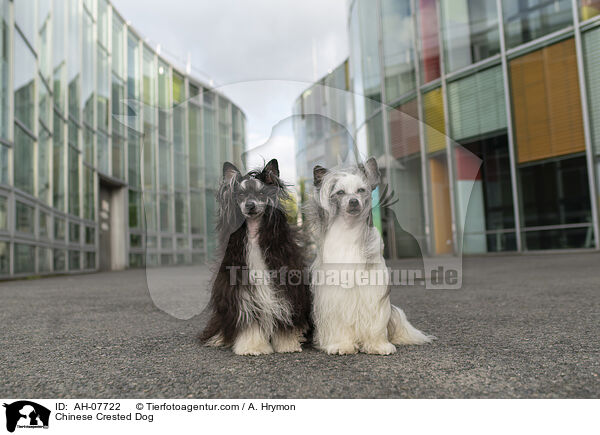 Chinese Crested Dog / AH-07722