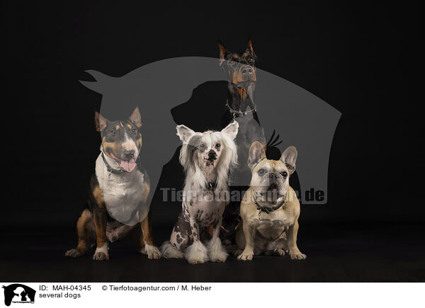 mehrere Hunde / several dogs / MAH-04345