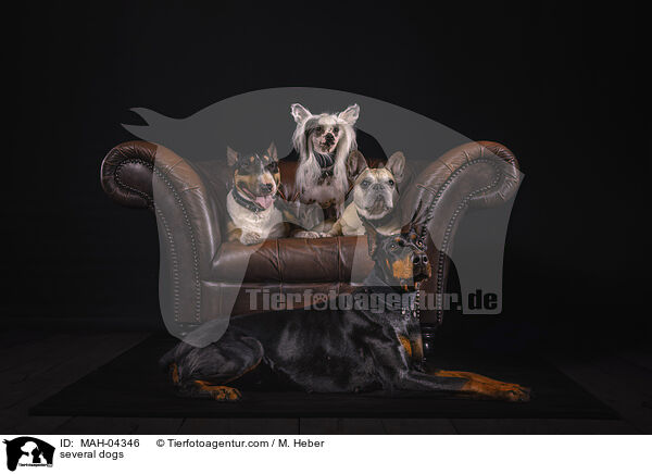 mehrere Hunde / several dogs / MAH-04346