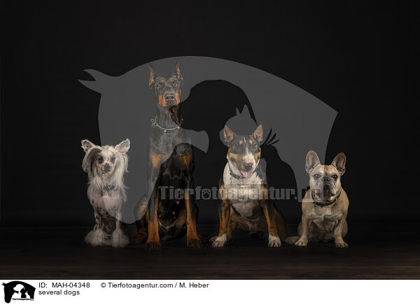 mehrere Hunde / several dogs / MAH-04348