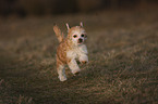 Chinese Crested Dog