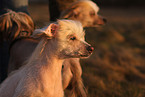 Chinese Crested Dog