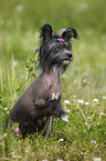 Chinese Crested Dog