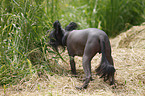 Chinese Crested Dog