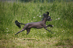 Chinese Crested Dog