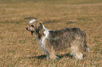 standing Chinese Crested Dog Powderpuff