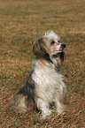 sitting Chinese Crested Dog Powderpuff