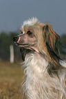 Chinese Crested Dog Powderpuff Portrait