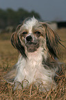 lying Chinese Crested Dog Powderpuff