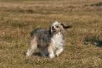 walking Chinese Crested Dog