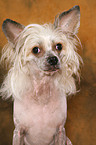 Chinese Crested Dog Portrait