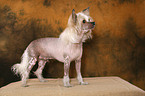 standing Chinese Crested Dog