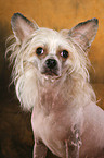 Chinese Crested Dog Portrait