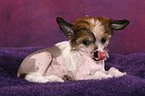 lying Chinese Crested Dog Puppy